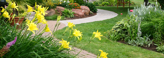 Bedding plants