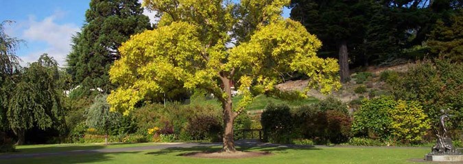 Tree pruning